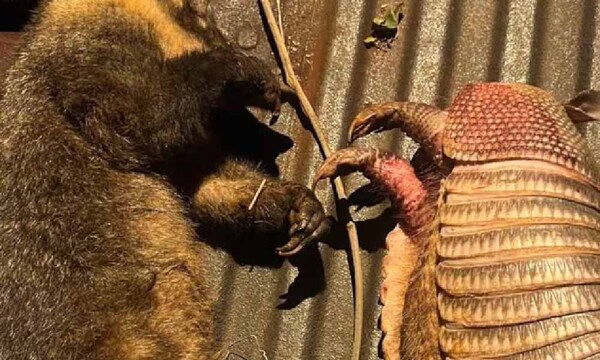 Imputan a dos jóvenes por cazar animales en peligro de extinción en CDE – Prensa 5