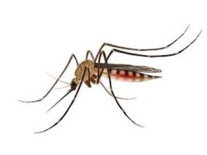 Mosquitos más fuertes - El Independiente
