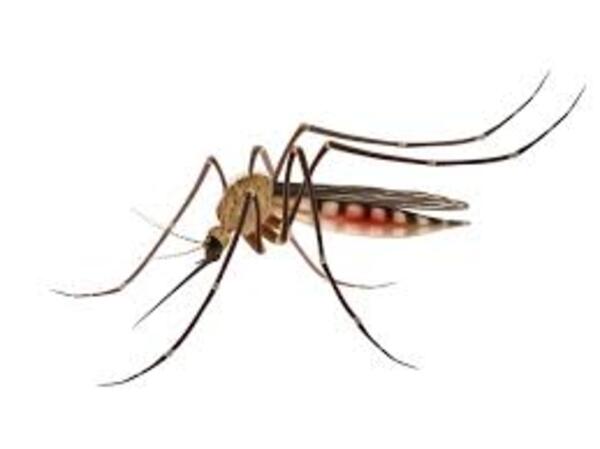 Mosquitos más fuertes - El Independiente