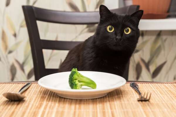 Gatos veganos: ¿Es recomendable que tu michi no coma carne? - Mascotas - ABC Color