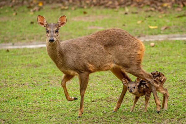 Un pequeño guazú virá es nuevo huésped del Refugio Faunístico Atinguy