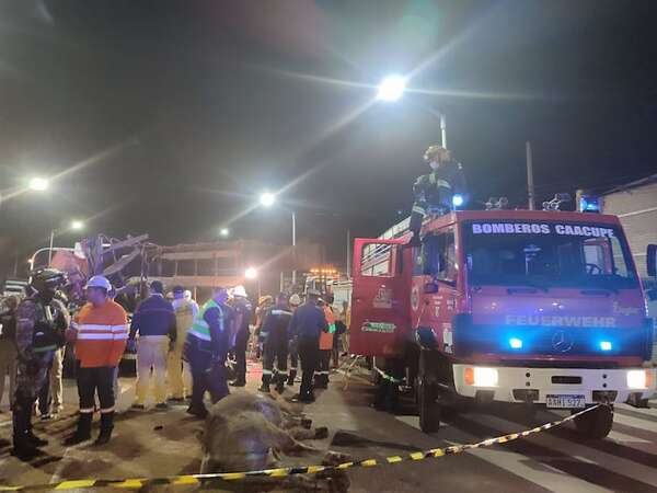 El particular pedido de Francesca Crosa ante casos de accidentes que involucren a animales - Nacionales - ABC Color