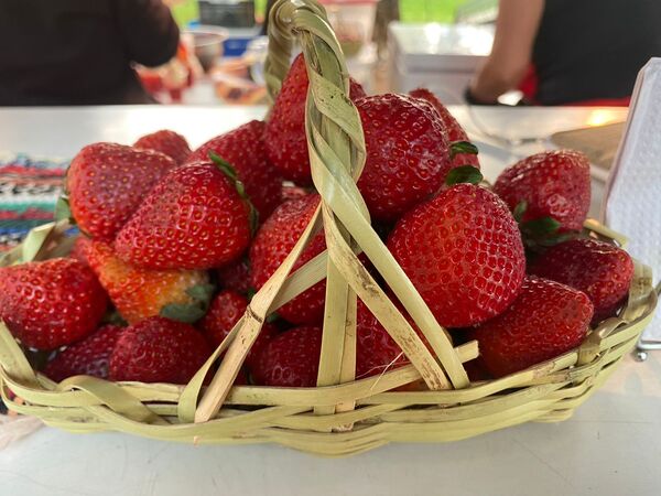 Temporada feliz en Encarnación con la llegada de las deliciosas frutillas desde Areguá