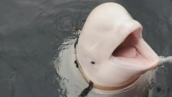 Encuentran muerta a la ballena “espía” rusa