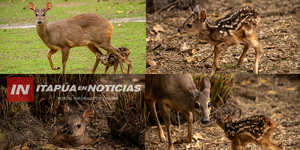 UN PEQUEÑO GUAZÚ VIRÁ ES NUEVO HUÉSPED DEL REFUGIO FAUNÍSTICO ATINGUY - Itapúa Noticias