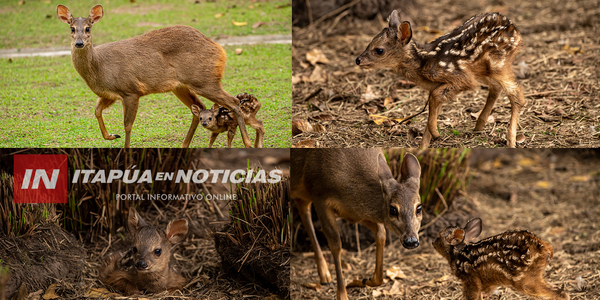 UN PEQUEÑO GUAZÚ VIRÁ ES NUEVO HUÉSPED DEL REFUGIO FAUNÍSTICO ATINGUY - Itapúa Noticias
