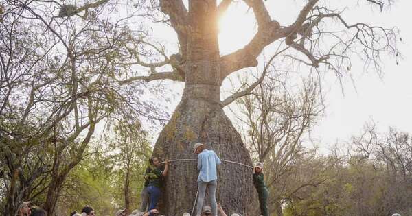 Diario HOY | El oxígeno del Chaco: imponentes colosos dan vida a toda una región llena de historia