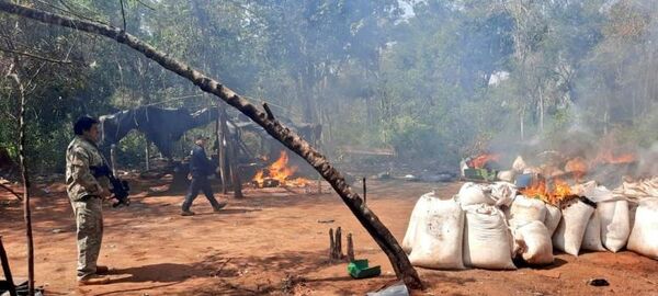Senad destruye 8,4 toneladas de marihuana en amambay y San Pedro