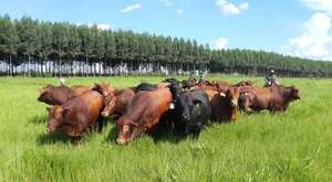 No hay acuerdo para ser los mejores productores de carne - Economía - ABC Color