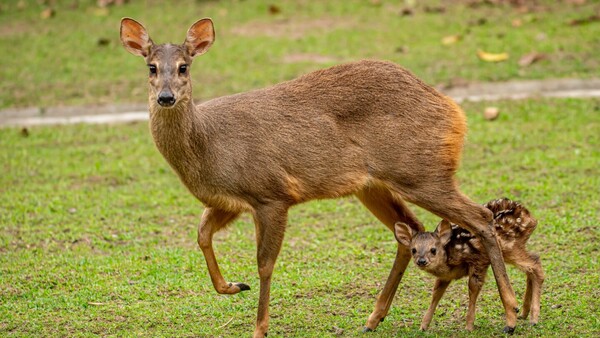 ¡Ñambeña! Nació un guazú virá en el Refugio de Yacyretá