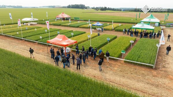 Sem Agro presenta 11 variedades en su Día de Campo Trigo