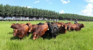 Frigoríficos concentran mercado y manipulan precios, según APPEC