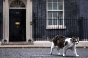 El gato Larry de Downing Street tiene un rival tras la llegada de la familia  Starmer - Mascotas - ABC Color