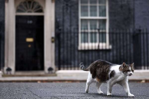 El gato Larry de Downing Street tiene un rival tras la llegada de la familia Starmer - Mascotas - ABC Color