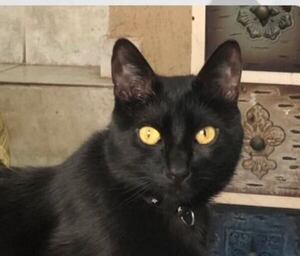 Salem - Encontrá a tu mascota - ABC Color