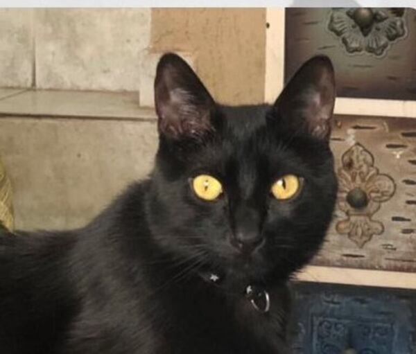 Salem - Encontrá a tu mascota - ABC Color