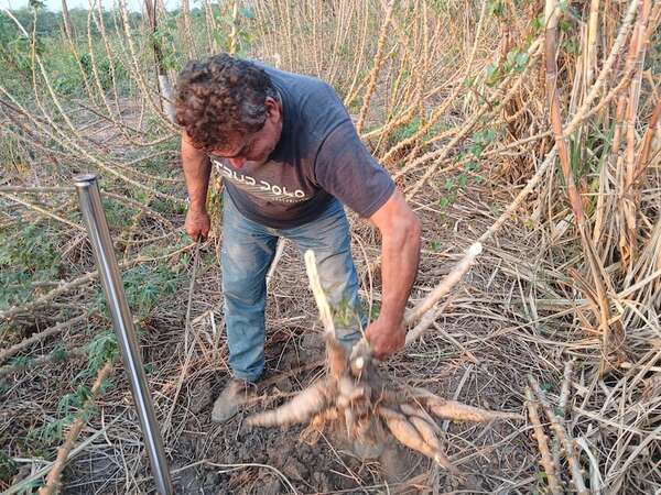 La sequía también afecta a la agricultura en Fuerte Olimpo - Noticias del Chaco - ABC Color