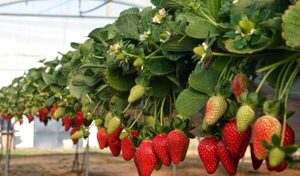 Precios de frutillas se elevan debido a las condiciones climáticas