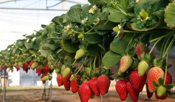 Precios de frutillas se elevan debido a las condiciones climáticas