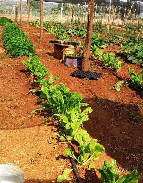 SNPP realiza cursos de horticultura en Hernandarias - La Clave