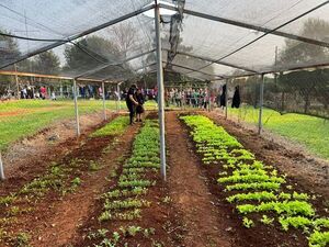 110 Personas Beneficiadas con Plantines para Huerta Familiar en Arroyo Porã