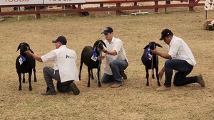 Dinámico Movimiento Ganadero en la Expo Norte 2024: Juzgamiento de Animales Menores