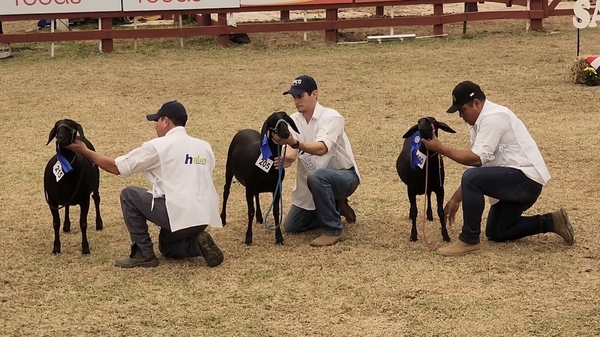 Dinámico Movimiento Ganadero en la Expo Norte 2024: Juzgamiento de Animales Menores