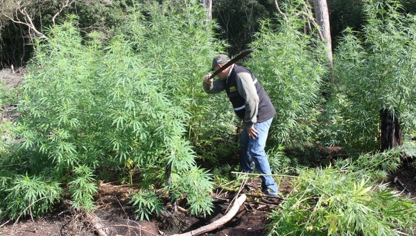Gobierno intensificará control en áreas protegidas contra cultivos ilegales de marihuana - El Trueno