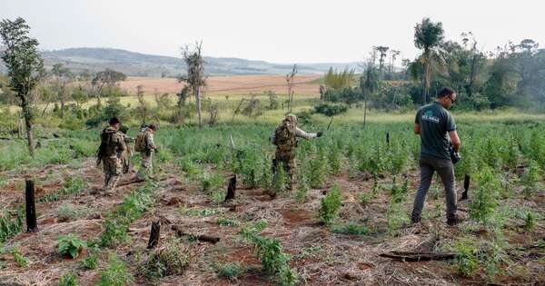 La Nación / Mades y Senad redoblan esfuerzos para proteger áreas silvestres y combatir el narcotráfico