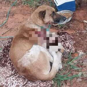 Abandono de perro: fiscal inicia investigación en un caso de Luque - Policiales - ABC Color