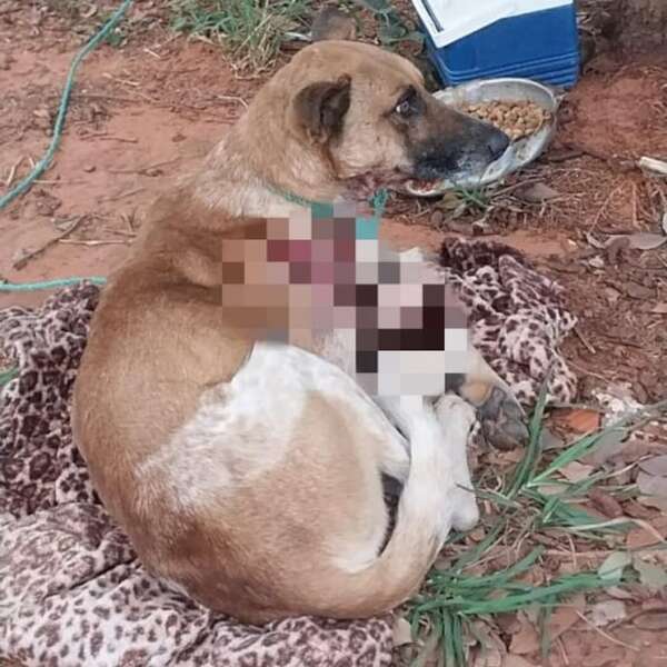 Abandono de perro: fiscal inicia investigación en un caso de Luque - Policiales - ABC Color