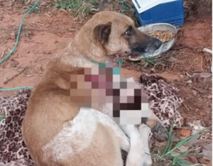 Ministerio Público inicia vicheos tras el abandono de un jagua’i herido en Luque