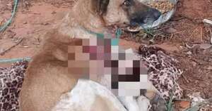 Diario HOY | Inician investigación para dilucidar el abandono de un perro