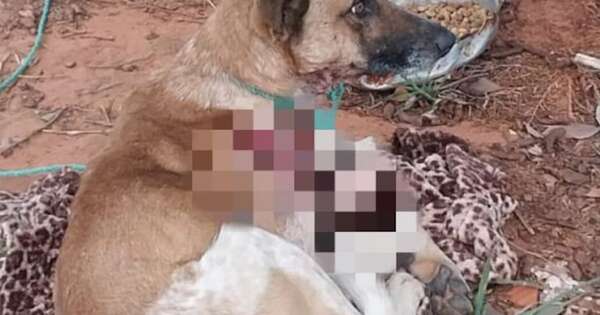 Diario HOY | Inician investigación para dilucidar el abandono de un perro