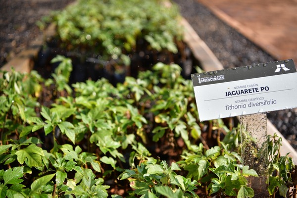 Vivero Forestal y Huerto Medicinal de Itaipu produjeron más de 100.000 plantines en agosto - .::Agencia IP::.