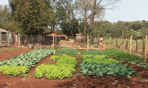 En Tavapy recurren a huerta comunitaria para mejorar la alimentación y la calidad de vida – Diario TNPRESS