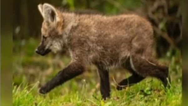 Nacieron crías de especies en extinción en refugio de la EBY - SNT