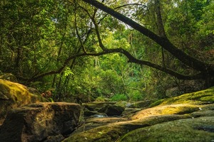 INFONA inicia proceso de participación para generar una Política Forestal Nacional - El Independiente