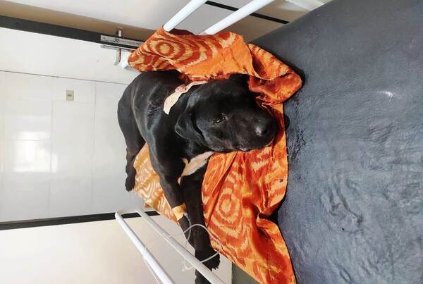 Imputan a un hombre tras balear a un perro •