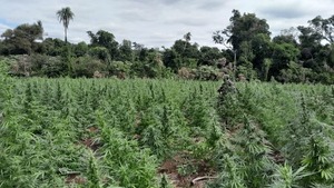 Canindeyú: Operativo “Basalto III” elimina 25 hectáreas de marihuana - ADN Digital