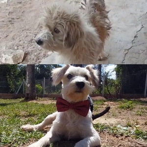 De víctima de maltrato a miembro de una familia: la transformadora historia de Rocky - .::Agencia IP::.