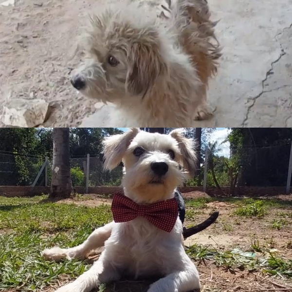 De víctima de maltrato a miembro de una familia: la transformadora historia de Rocky - .::Agencia IP::.