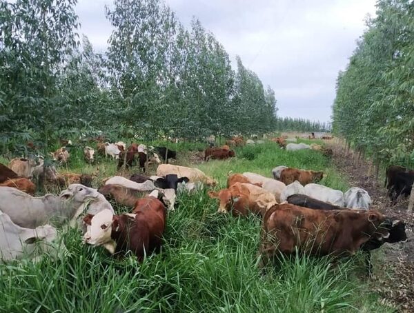 Productores de carne lamentan falta de mercado, concentración y amenazas medioambientales · Radio Monumental 1080 AM