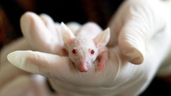 Comprueban en ratones que el contagio emocional libera serotonina y eleva la resiliencia