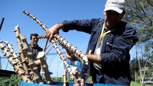 Ñeembucú: Productores reciben semillas
