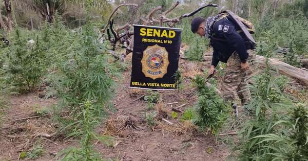 Diario HOY | Destruyen nuevos cultivos ilícitos de marihuana en Bella Vista Norte