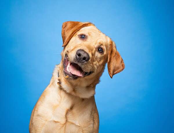 Mascotas: las razas de perros más leales - Mascotas - ABC Color