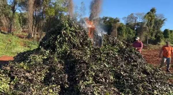 Video: quemó su producción de yerba que fue rechazada en secadero del intendente de Mayor Otaño - Economía - ABC Color