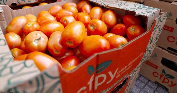 La Nación / Hambre Cero: MAG celebra acuerdo de venta entre productores de tomate y proveedores