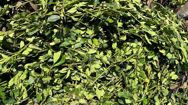 Yerbatero quema 7.000 kilos de yerba en protesta por la crisis que afecta al sector